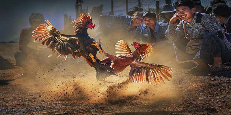 sv 88 chơi bắn cá đổi thưởng