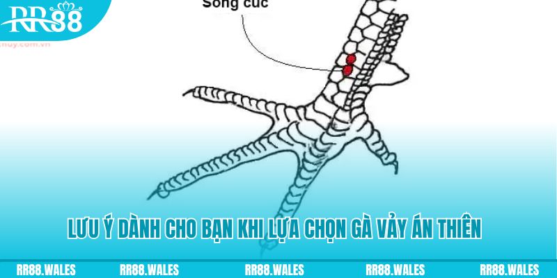 sv 88 xổ số đồng nai