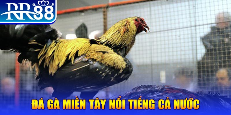 sv 88 JILI Game Bài 3d