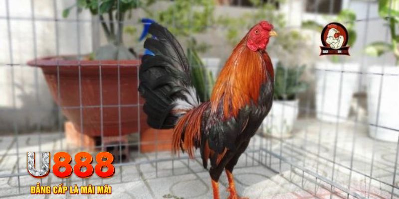 sv 88 casino máy tính